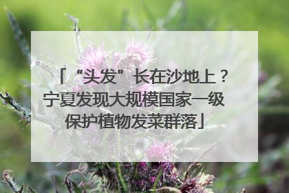 “头发”长在沙地上？宁夏发现大规模国家一级保护植物发菜群落