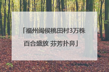 福州闽侯桃田村3万株百合盛放 芬芳扑鼻