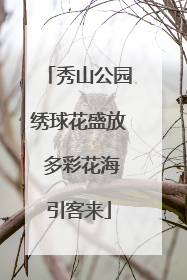 秀山公园绣球花盛放 多彩花海引客来