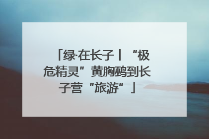 绿·在长子丨“极危精灵”黄胸鹀到长子营“旅游”