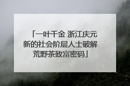 一叶千金 浙江庆元新的社会阶层人士破解荒野茶致富密码