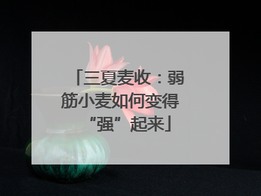 三夏麦收：弱筋小麦如何变得“强”起来