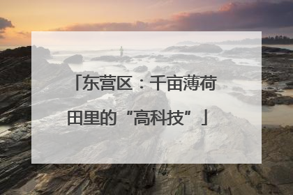东营区：千亩薄荷田里的“高科技”