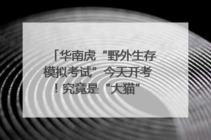 华南虎“野外生存模拟考试”今天开考！究竟是“大猫” 还是顶级猎食者？