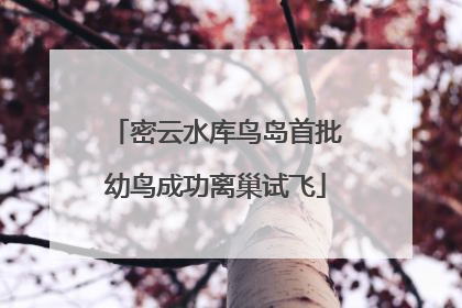 密云水库鸟岛首批幼鸟成功离巢试飞