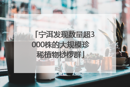 宁洱发现数量超3000株的大规模珍稀植物桫椤群
