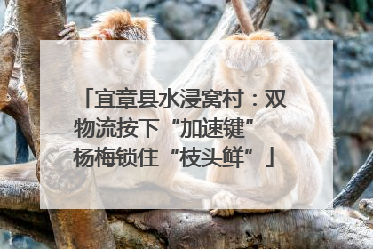 宜章县水浸窝村：双物流按下“加速键” 杨梅锁住“枝头鲜”