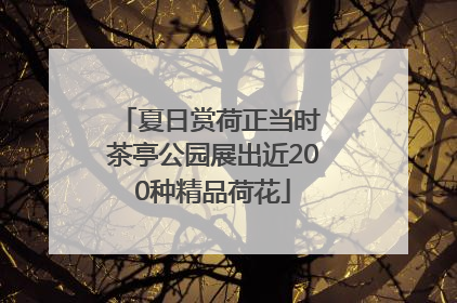 夏日赏荷正当时 茶亭公园展出近200种精品荷花