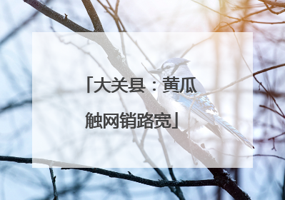 大关县：黄瓜触网销路宽