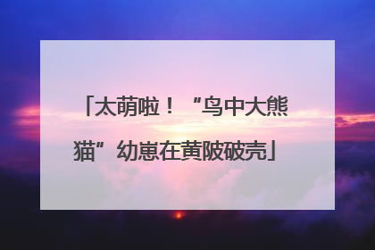 太萌啦！“鸟中大熊猫”幼崽在黄陂破壳