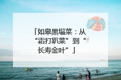 如皋黑塌菜：从“霜打趴菜”到“长寿金叶”