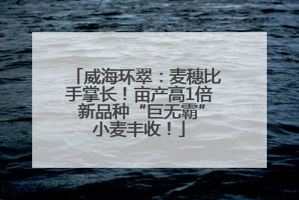 威海环翠：麦穗比手掌长！亩产高1倍 新品种“巨无霸”小麦丰收！