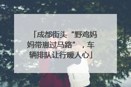 成都街头“野鸡妈妈带崽过马路”，车辆排队让行暖人心