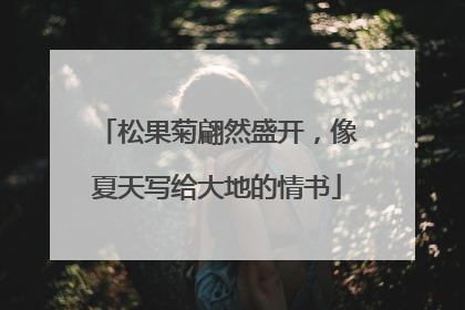 松果菊翩然盛开，像夏天写给大地的情书