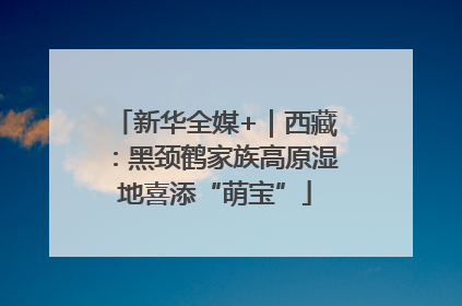 新华全媒+｜西藏：黑颈鹤家族高原湿地喜添“萌宝”