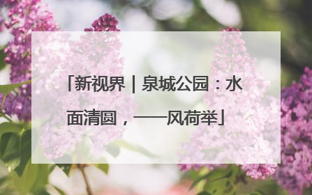 新视界｜泉城公园：水面清圆，一一风荷举