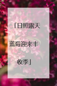 日照露天蓝莓迎来丰收季