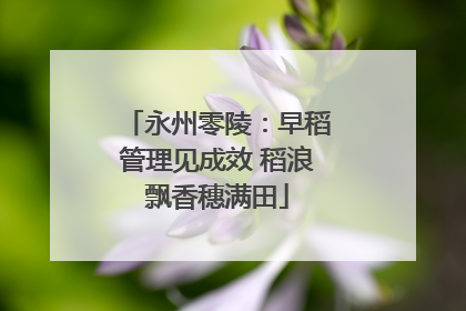 永州零陵：早稻管理见成效 稻浪飘香穗满田