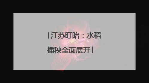 江苏盱眙：水稻插秧全面展开