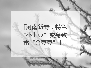 河南新野：特色“小土豆”变身致富“金豆豆”