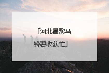 河北昌黎马铃薯收获忙