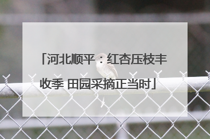河北顺平：红杏压枝丰收季 田园采摘正当时