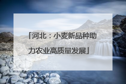 河北：小麦新品种助力农业高质量发展