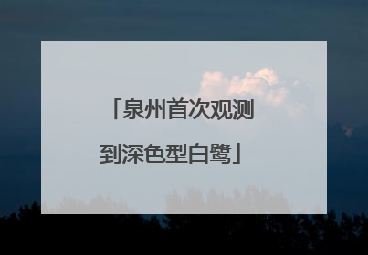 泉州首次观测到深色型白鹭