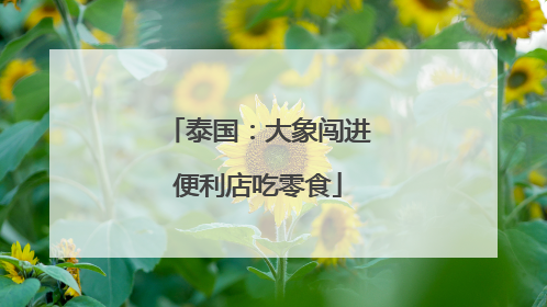 泰国：大象闯进便利店吃零食