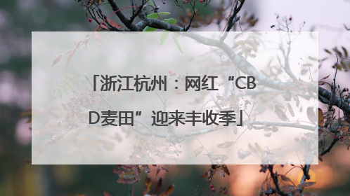 浙江杭州：网红“CBD麦田”迎来丰收季