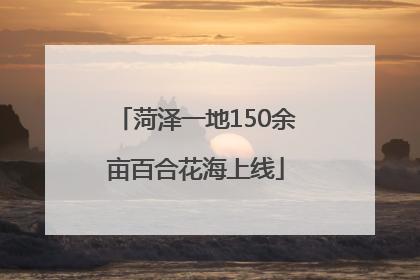 菏泽一地150余亩百合花海上线