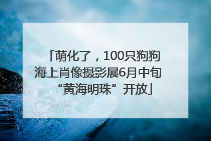 萌化了，100只狗狗海上肖像摄影展6月中旬“黄海明珠”开放