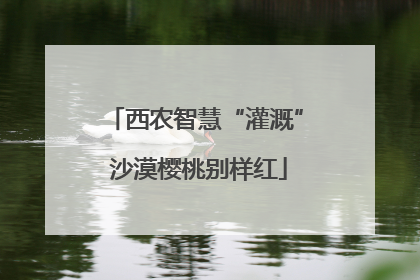 西农智慧“灌溉” 沙漠樱桃别样红