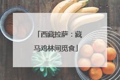 西藏拉萨：藏马鸡林间觅食