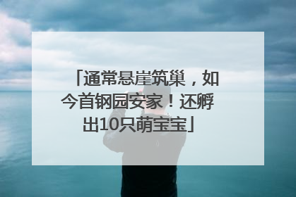 通常悬崖筑巢，如今首钢园安家！还孵出10只萌宝宝