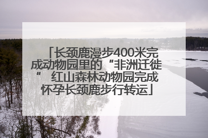 长颈鹿漫步400米完成动物园里的“非洲迁徙” 红山森林动物园完成怀孕长颈鹿步行转运