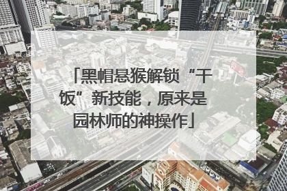 黑帽悬猴解锁“干饭”新技能，原来是园林师的神操作