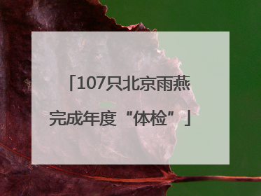 107只北京雨燕完成年度“体检”